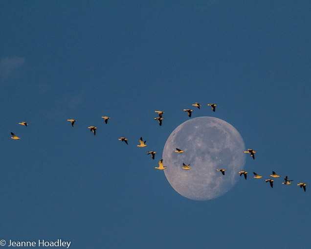 Snow Geese with moon