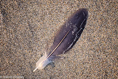 Feather on beach