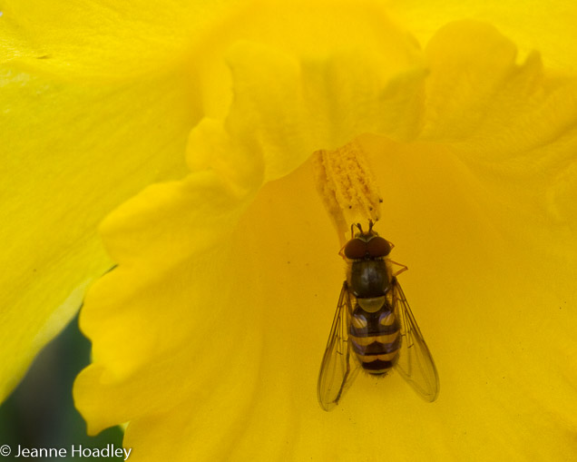 Daffodil with bee