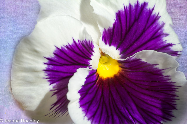 White Pansy with texture