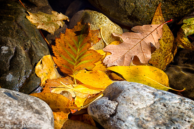 Leaves with rocks