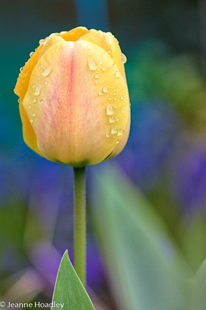 Tulip after Rain