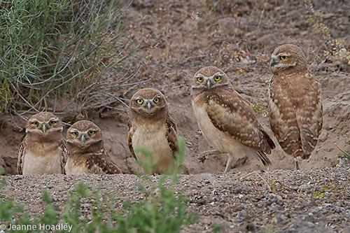 Burrowing Owl Juveniles