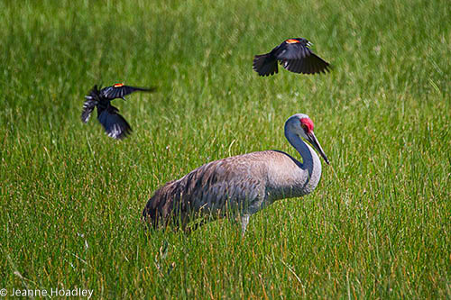 Red-Winged blackbirds mobbing Sandhill Crane