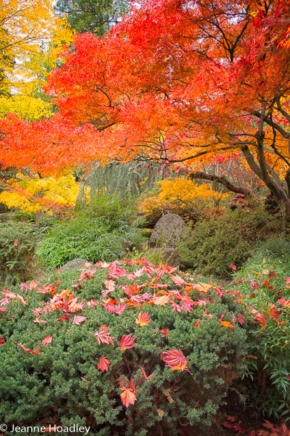 Japanese Garden, Lithia Park