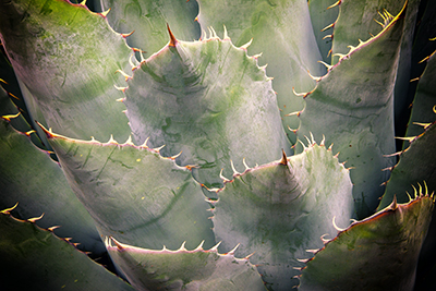agave2