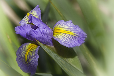 dutch_iris