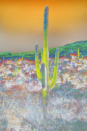 saguaro_colorful