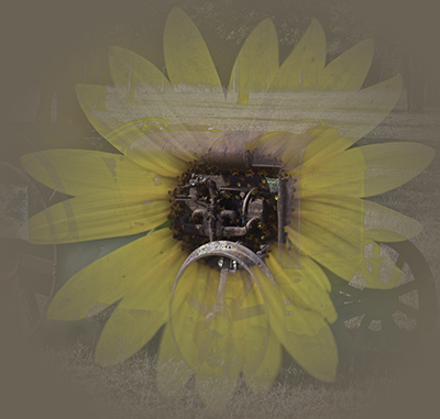 tractor_sunflower