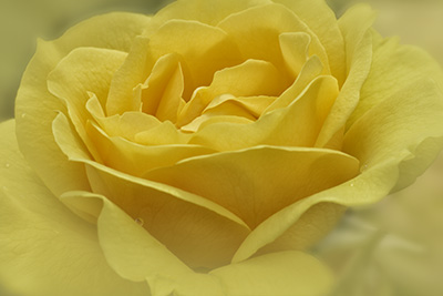 yellowrose1