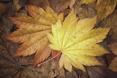 Autumn_leaves