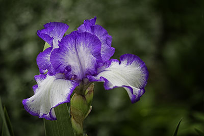 Iris