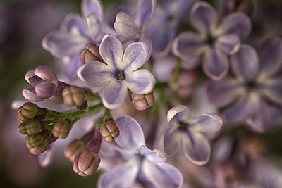 Lilac1