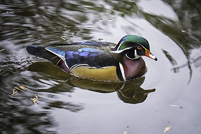 Wood_Duck2