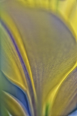 lily_abstract