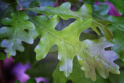 oak_leaves