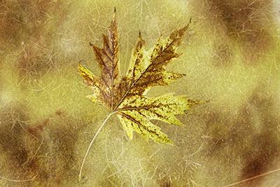 yellow_leaf