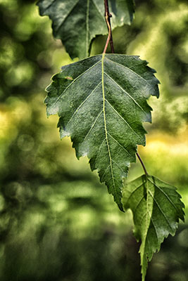 Birch_Leaf