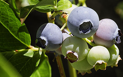 Blueberries
