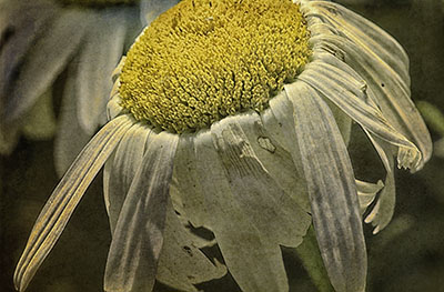Faded_Daisy