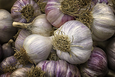 Garlic