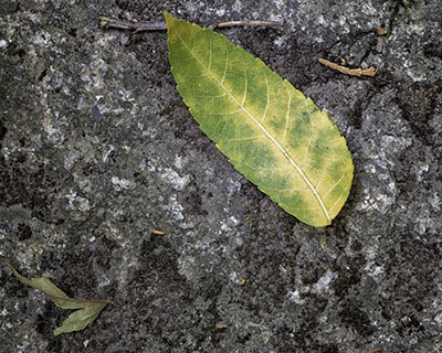 Leaf_onGranite