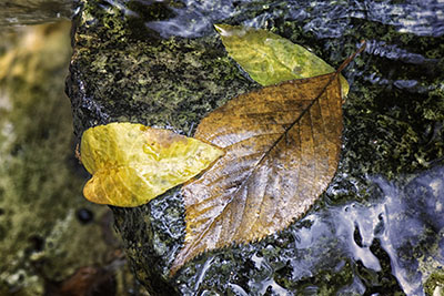 Leaf_wWater
