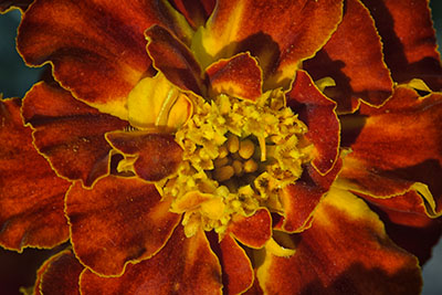 Marigold2