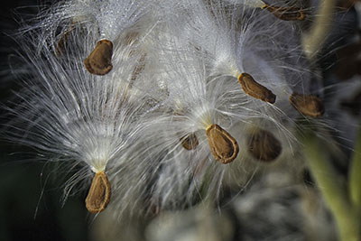 Milkweed