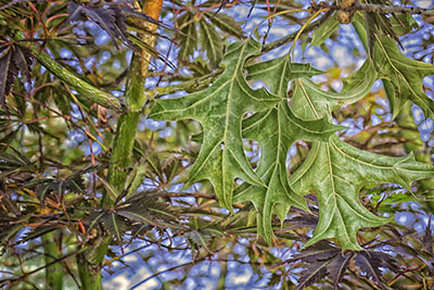 Oak_leaves