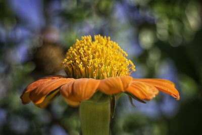 Orange_flower