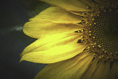 Sunflower_Impression