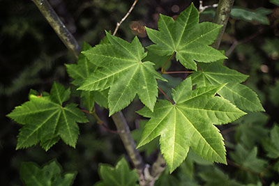 Vine_maple