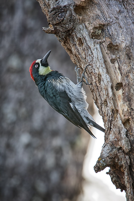 Acorn_Woodpecker