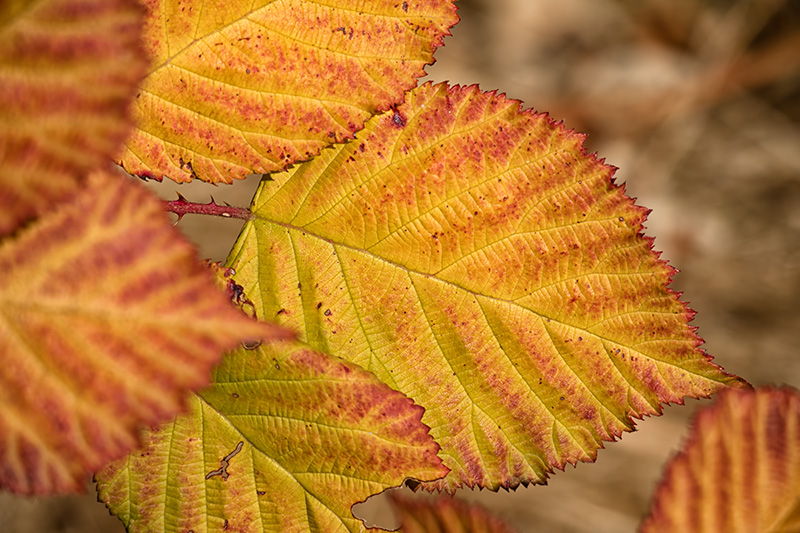 Blackberry Leaf