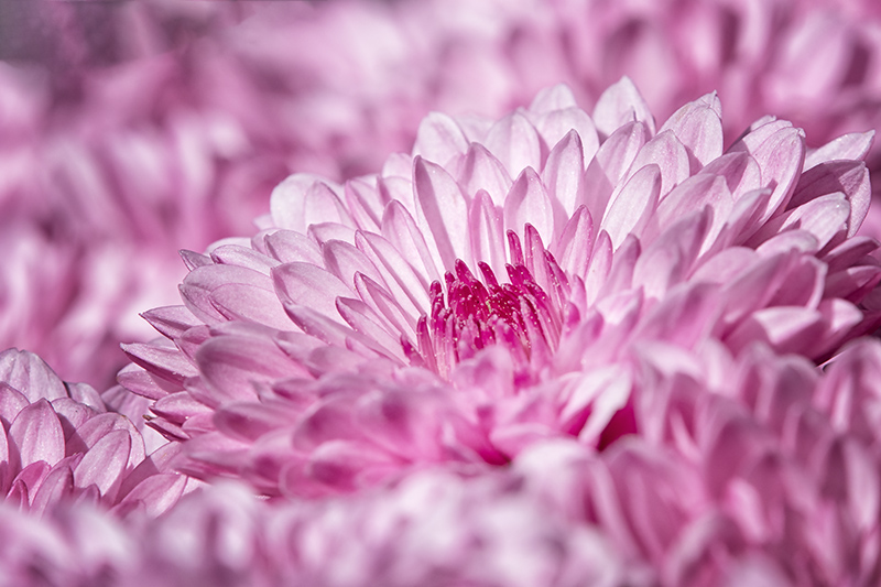 Chrysantemum