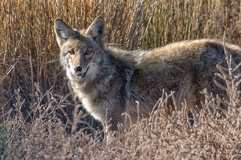 Coyote