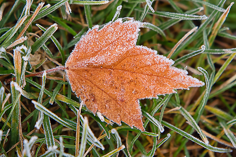 FrostyLeaf