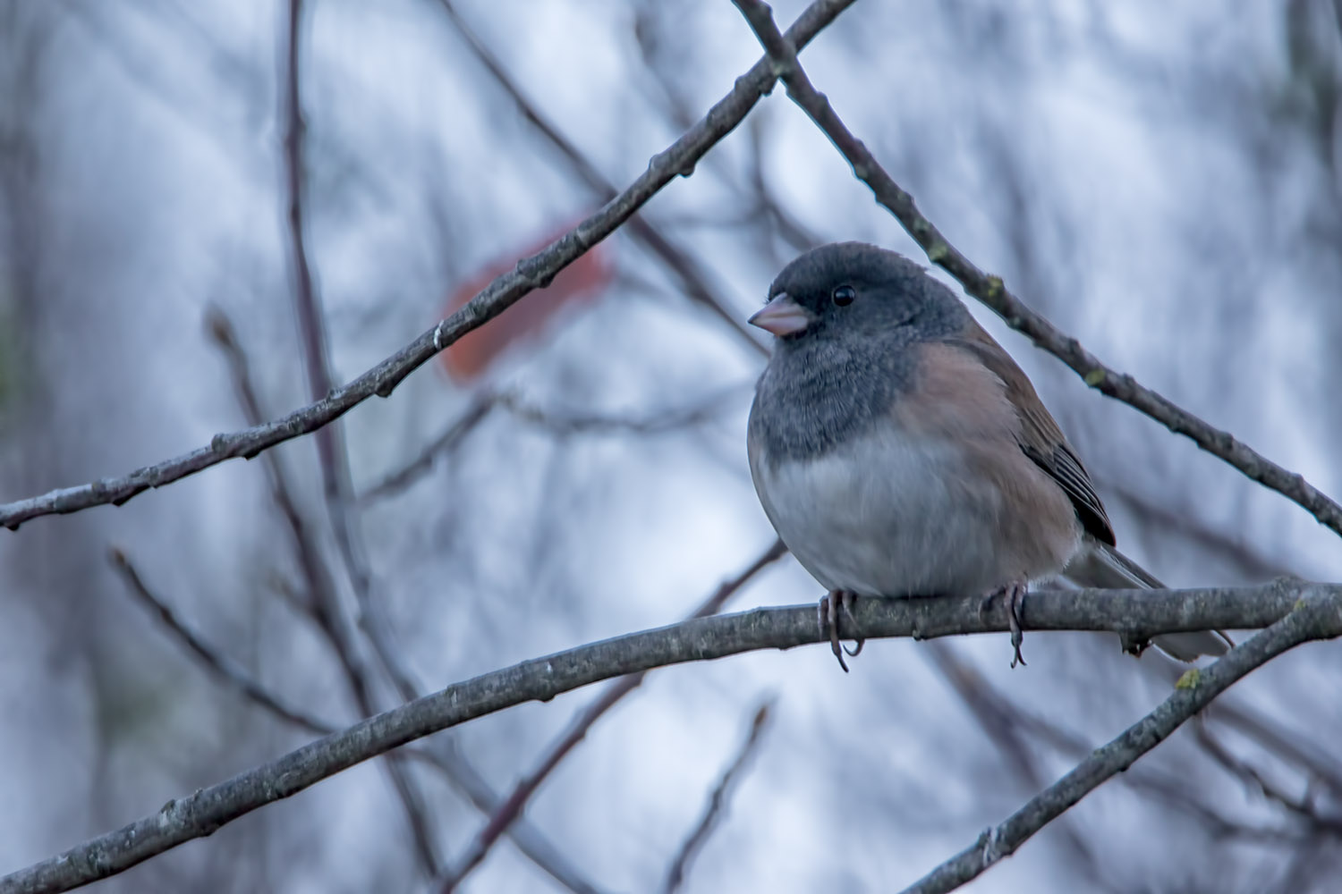 Junco