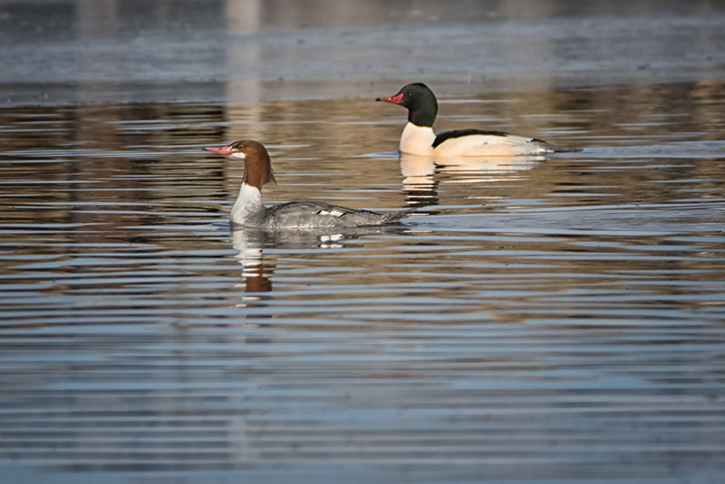 Mergansers