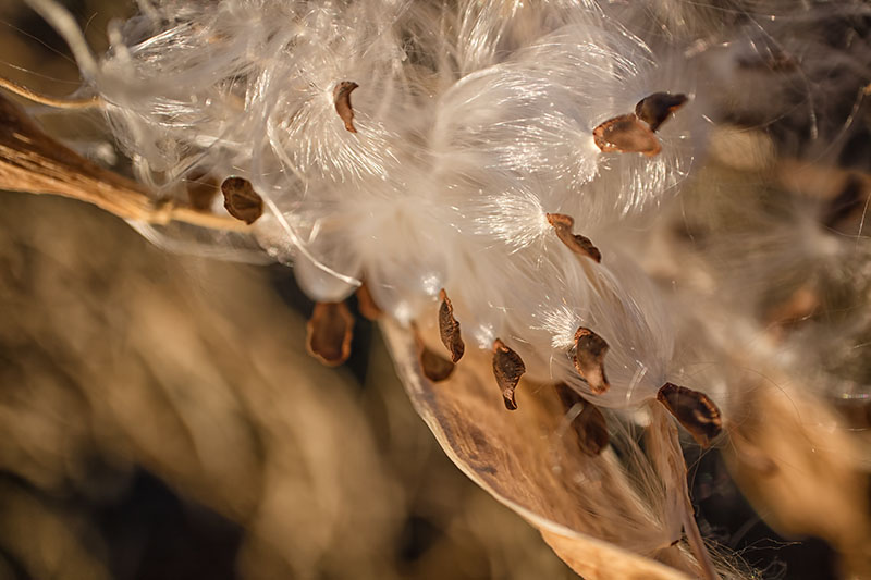 Milkweed_seeds