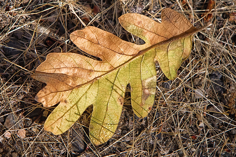 Oak_Leafw