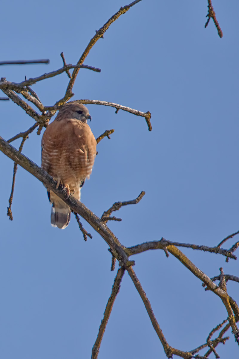 Red_Shouldered_Hawk