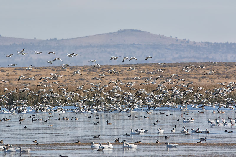 SnowGeese