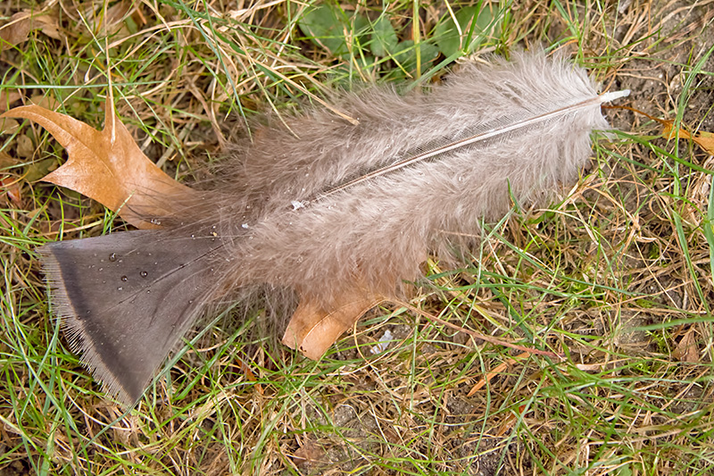 Turkey_Feather