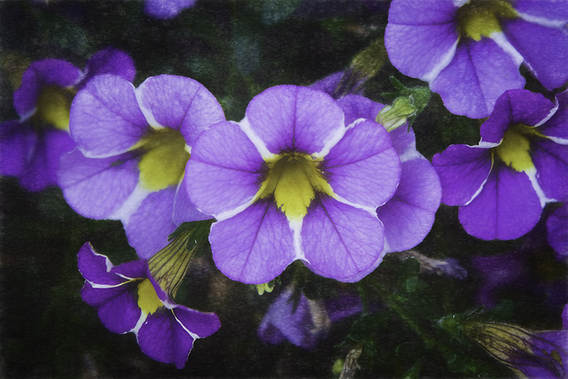 Calibrachoa