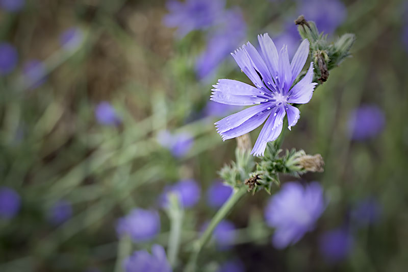 Chicory