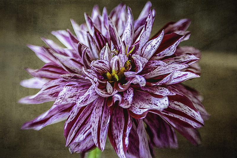 Dahlia