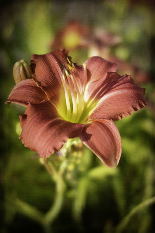 DayLily