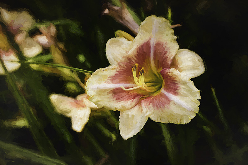 DayLily2